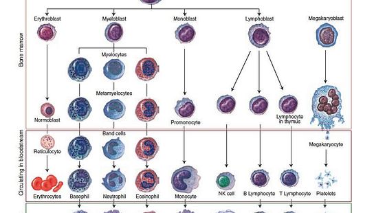 9章?血液淋巴免疫