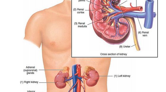 11章&nbsp;泌尿生殖