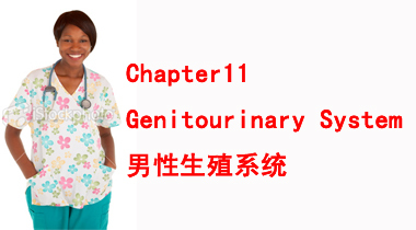 暑期班7.27日护理词汇11章 Genitourinary System 男性生殖系统