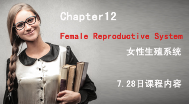 暑期班7.28日护理词汇12章Female Reproductive System 女性生殖