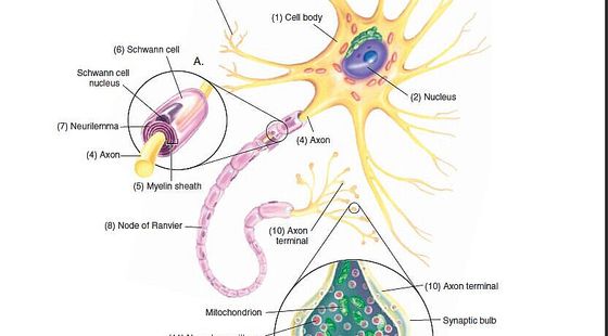 詞匯&nbsp;14章&nbsp;神經(jīng)系統(tǒng)