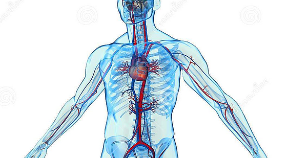 添翼ISPN/RN醫(yī)學(xué)詞匯課&nbsp;第十章&nbsp;心血管、免疫、淋巴及血液系統(tǒng)&nbsp;&nbsp;