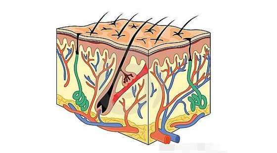 2017-2018年度醫(yī)學(xué)詞匯課&nbsp;第四章&nbsp;表皮系統(tǒng)