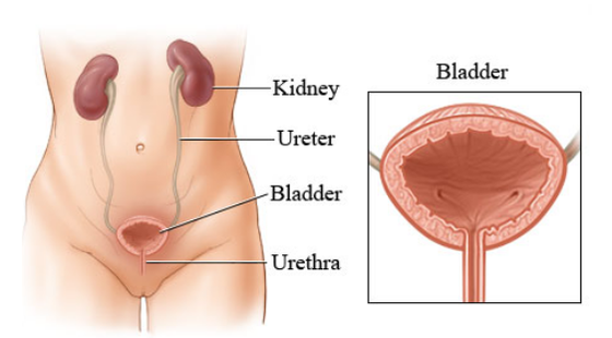 2017-2018年度醫(yī)學(xué)詞匯課&nbsp;第六章&nbsp;泌尿系統(tǒng)
