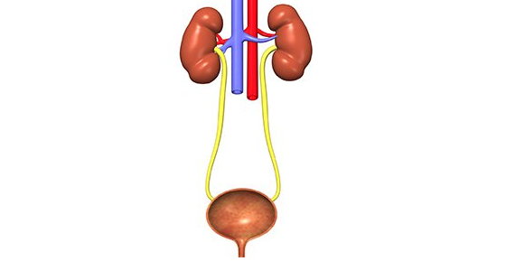 2018年寒假班&nbsp;英語醫(yī)學(xué)術(shù)語&nbsp;第六章&nbsp;泌尿系統(tǒng)